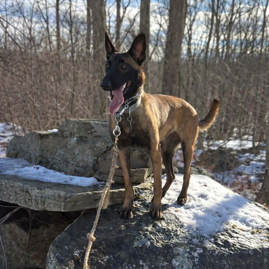 Support the Training of a Future K-9 Officer